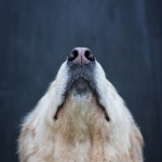 Hund; Portrait; weiß; Herdenschutzhund; Akbash; Hovawart; Hundefotografie; Hundefotograf; dog; photography