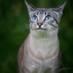 Katzenfotografie, Tierfotografie, Katze, stromern, jagen, Portrait