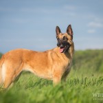 Malinois, belgischer, Schäferhund, Hundefotografie, Portrait, Hund, dog, photography