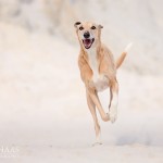 Azawakh, Windhund, Jagdhund, spielen, laufen, Hundefotografie, dog, photography, Wüste