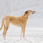 Azawakh, Windhund, Jagdhund, Hundefotografie, dog, photography, Wüste