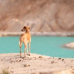 Azawakh, Windhund, Jagdhund, Hundefotografie, dog, photography, Wüste