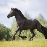 Pferd, Pferdefotografie, Pferdefotograf, Friese, Barock, Portrait, Rappe, Hengst