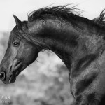 Pferd, Pferdefotografie, Pferdefotograf, Friese, Barock, Portrait, Rappe, Hengst