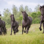 Friese, Herde, schwarz--weiß, Frisian, Pferd, Horse, black, Pferdefotografie, fine-art, photography