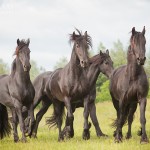 Friese, Herde, schwarz--weiß, Frisian, Pferd, Horse, black, Pferdefotografie, fine-art, photography