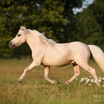 Palomino; American; Minature; Horse; Pferd; Pony; Hengst; Abendlicht; sunset; Pferdefotografie; Pferdefotograf