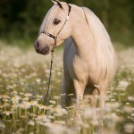 Palomino; American; Minature; Horse; Pferd; Pony; Hengst; Abendlicht; sunset; Pferdefotografie; Pferdefotograf