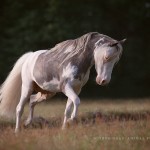 American, Miniature, Horse, Pferd, Pony, Pferdefotografie, Sonderfarbe, Schecke, Silver, Dapple, Hengst