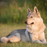 Tschechoslowakischer Wolfshund, Hundefotografie