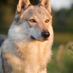 Tschechoslowakischer Wolfshund, Hund, dog, Hundefotografie, Hundefotograf, Abendlicht, Rüde