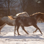 Appaloosa, Schnee, Pferdefotografie, Pferdefotograf, Tierfotografie, Tierfotograf