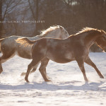 Appaloosa, Schnee, Pferdefotografie, Pferdefotograf, Tierfotografie, Tierfotograf