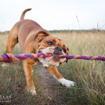 Bulldogs, Continental, Welpen, Tierfotografie, Hundefotografie