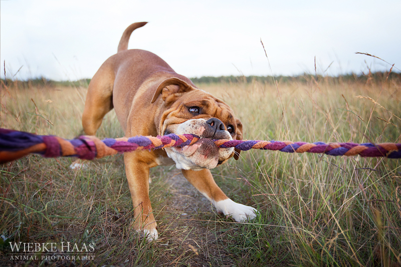 Bulldogs, Continental, Welpen, Tierfotografie, Hundefotografie