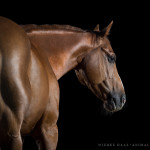 Pferdefotografie, Pferdefotograf, Pferd, Quarter Horse, Studio, Fine-Art, Fotografie, horse, photography
