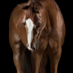 Pferdefotografie, Pferdefotograf, Pferd, Quarter Horse, Studio, Fine-Art, Fotografie, horse, photography