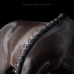 Pferdefotografie, Studio, fine-art, Kunst, Equine, Art, Pferd, Pony, Rappe, Pferdefotograf