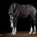 Pferdefotografie, Studio, fine-art, Kunst, Equine, Art, Pferd, Pony, Rappe, Pferdefotograf