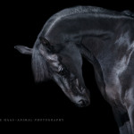 Pferd; Warmblut; Rappe; Pferdefotograf; Pferdefotografie; Equine; Equus, Fine-Art; Studio;