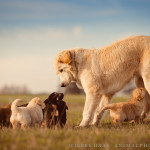 Azawakh, Blond, Braun, Deutscher, Herdenschutzhund, Hundefotograf, Hundefotografie, Schwarz, Welpe, Welpen