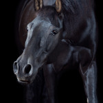 Rappe, PRE, Pura Raza Espanola; Pferd; Pferde; Pferdefotograf; Pferdefotografie; horse; photography; Equestrian; Equine; equus