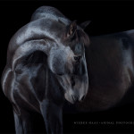Rappe, PRE, Pura Raza Espanola; Pferd; Pferde; Pferdefotograf; Pferdefotografie; horse; photography; Equestrian; Equine; equus