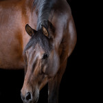 Brauner, PRE, Pura Raza Espanola; Pferd; Pferde; Pferdefotograf; Pferdefotografie; horse; photography; Equestrian; Equine; equus