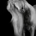 Tinker, Hengst, Studio, fine-art, Equestrian; Equine; Equus; Pferd; Pferde; Pferdefotograf; Pferdefotografie; photography; horse;
