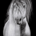 Tinker, Hengst, Studio, fine-art, Equestrian; Equine; Equus; Pferd; Pferde; Pferdefotograf; Pferdefotografie; photography; horse;