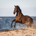 Warmblut, Pferd, Pferde, Wasser, Meer, Ostsee, Pferdefotografie, Pferdefotograf, Equus, Equine, horse, photography