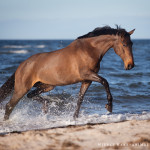 Warmblut, Pferd, Pferde, Wasser, Meer, Ostsee, Pferdefotografie, Pferdefotograf, Equus, Equine, horse, photography