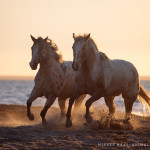Appaloosa, Pferd, Pferde, Wasser, Meer, Ostsee, Pferdefotografie, Pferdefotograf, Equus, Equine, horse, photography