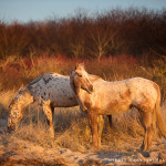Appaloosa, Pferd, Pferde, Wasser, Meer, Ostsee, Pferdefotografie, Pferdefotograf, Equus, Equine, horse, photography
