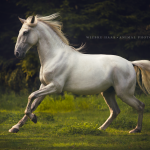 Pferdefotografie, Pferdefotokurs, Pferdefotoworkshop, Pferdefotograf