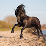 Pferd, Pferde, Friese, Wasser, Meer, Pferdefotografie