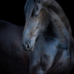 Pferd, Pferde, Friese,  Pferdefotografie