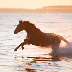 Fotoshooting Am Strand mit Ihrem Pferd, Meer, Ostsee, Strand, Pferd, Pferde, Pferdefotoshooting, Pferdefotograf, Pferdefotografie,  Wasser