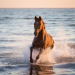 Pferd, Pferde, Warmblut, Wasser, Meer, Pferdefotografie