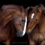 Pferd, Pferde, Warmblut,  Pferdefotografie