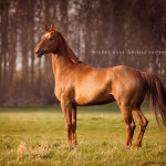 Pferd, Pferde, Warmblut,  Pferdefotografie