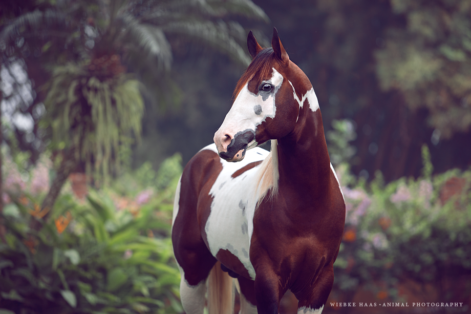Pferdefotografie Paint Horse