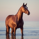 Pferd, Warmblut, Wasser, Brauner, Pferdefotograf, Pferdefotografie, Pferdefotoworkshop, Workshop, Fotoworkshop, Strand, Meer, Ostsee, horse, photo, photography, equus, equine