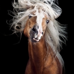 Sony World Photo Award, animal, equine, equus, fine art, horse, horse photography, Pferd, Pferde, Pferdefoto, Pferdefotograf, Pferdefotografie, photography, Schütteln, Studio, Tierfotograf, Tierfotografie