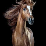 Sony World Photo Award, animal, equine, equus, fine art, horse, horse photography, Pferd, Pferde, Pferdefoto, Pferdefotograf, Pferdefotografie, photography, Schütteln, Studio, Tierfotograf, Tierfotografie