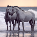 Fotoshooting Am Strand mit Ihrem Pferd, Meer, Ostsee, Strand, Pferd, Pferde, Pferdefotoshooting, Pferdefotograf, Pferdefotografie,  Wasser