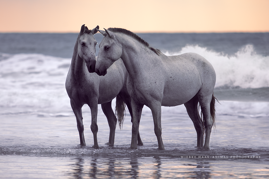 Fotoshooting Am Strand mit Ihrem Pferd, Meer, Ostsee, Strand, Pferd, Pferde, Pferdefotoshooting, Pferdefotograf, Pferdefotografie, Wasser