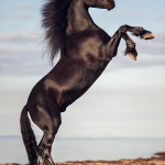 animal, equine, equus, fine art, horse, horse photography, Pferd, Pferde, Pferdefoto, Pferdefotograf, Pferdefotografie, photography,  Tierfotograf, Tierfotografie, Workshop, Fotokurs, Know-How