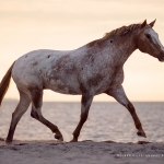 Fotoshooting Am Strand mit Ihrem Pferd, Meer, Ostsee, Strand, Pferd, Pferde, Pferdefotoshooting, Pferdefotograf, Pferdefotografie, Appaloosa, Wasser