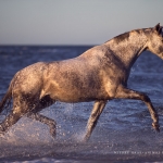 Fotoshooting Am Strand mit Ihrem Pferd, Meer, Ostsee, Strand, Pferd, Pferde, Pferdefotoshooting, Pferdefotograf, Pferdefotografie, Warmblut, Wasser